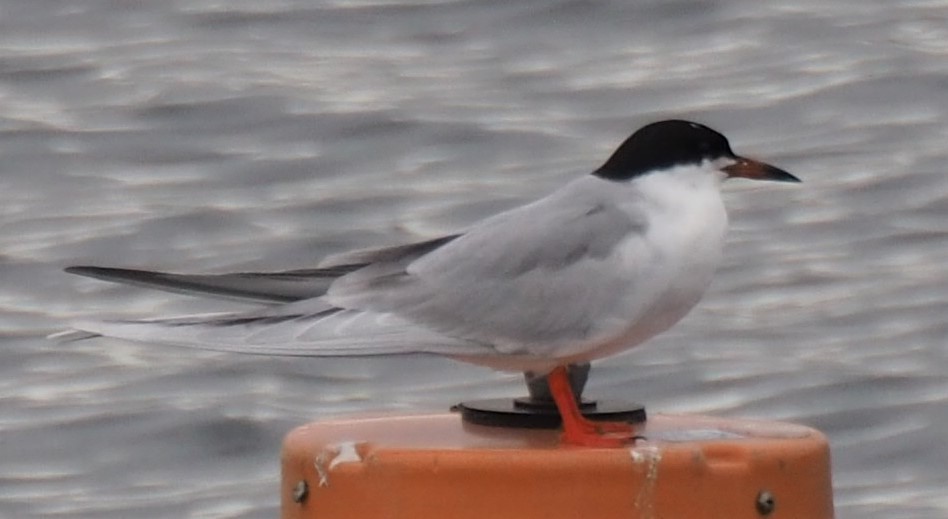 Forster's Tern - ML229142861