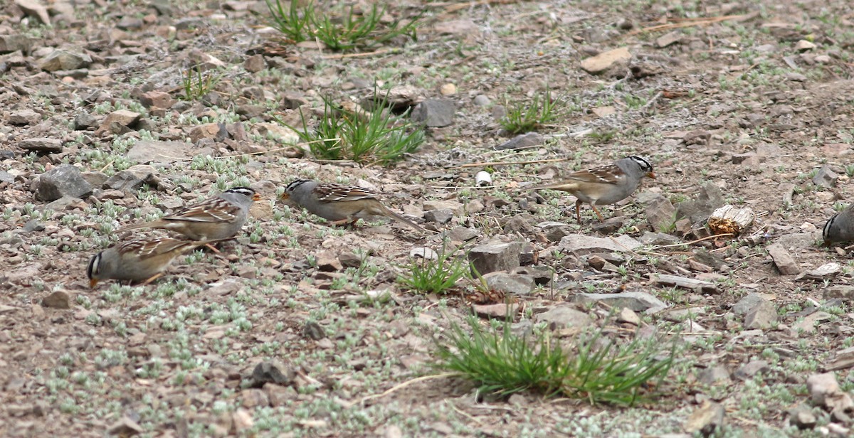 White-crowned Sparrow - Logan Lalonde