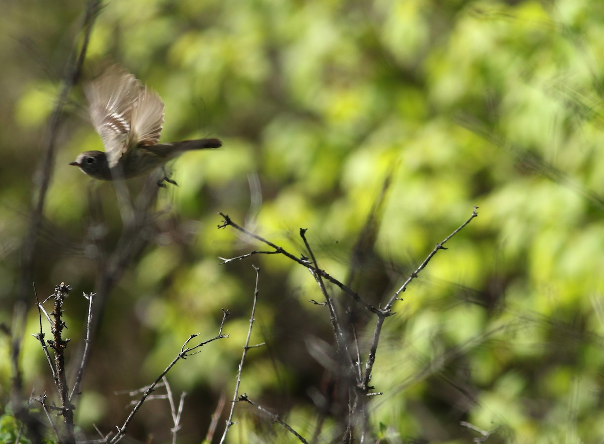 Hammond's Flycatcher - ML229143101