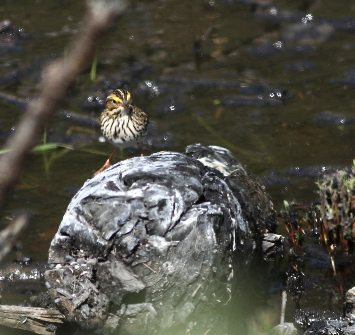 Savannah Sparrow - ML229143681