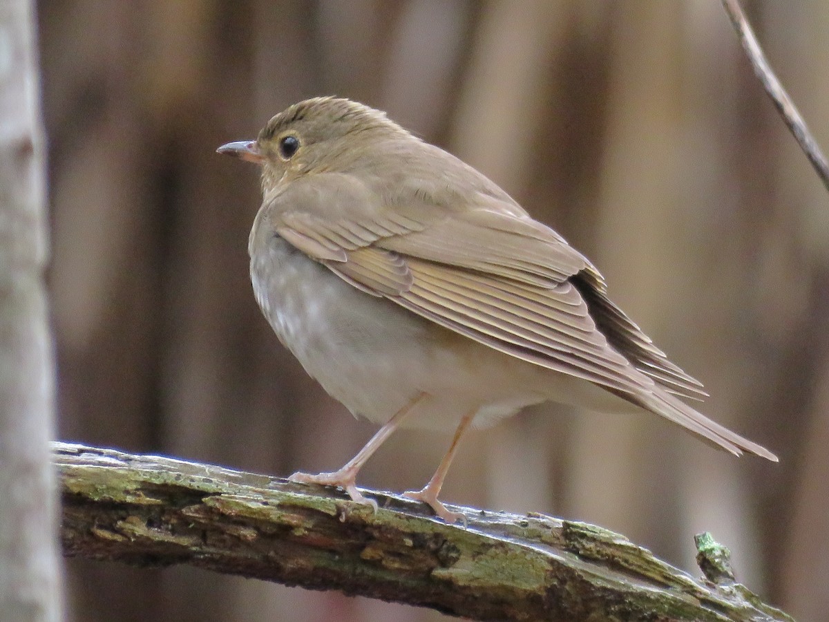 Swainson's Thrush - ML229144971