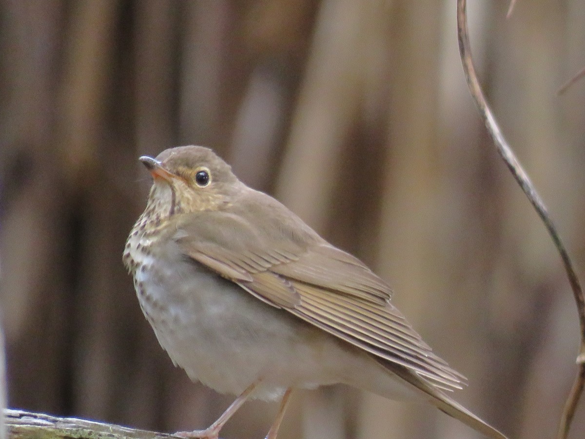 Swainson's Thrush - ML229145061