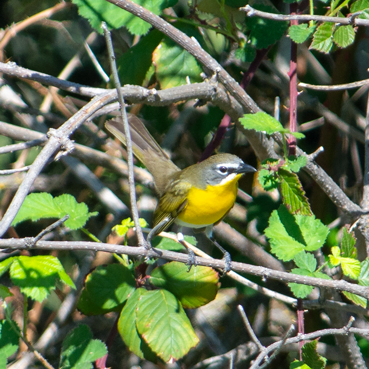 Yellow-breasted Chat - ML229145771