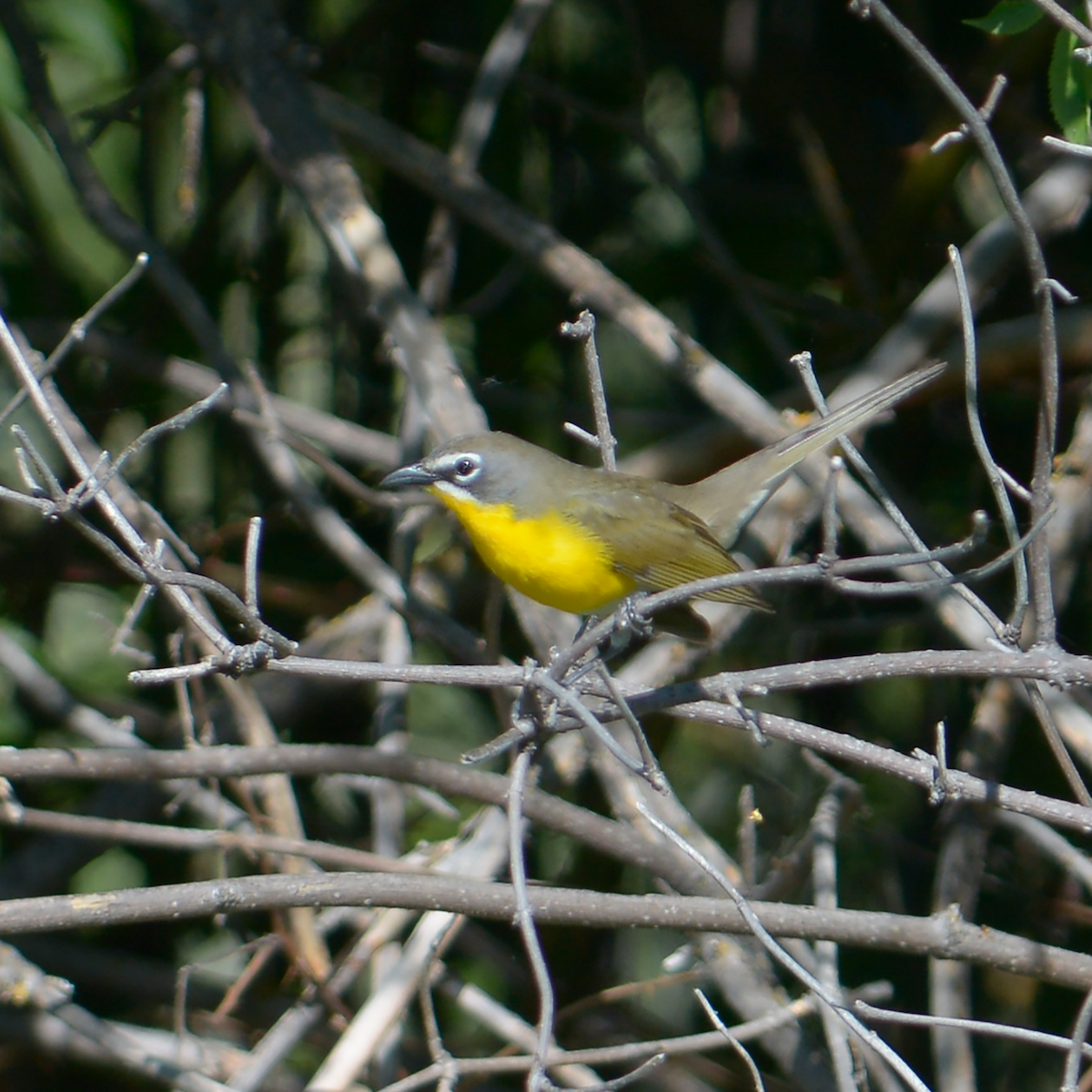 Yellow-breasted Chat - ML229148121
