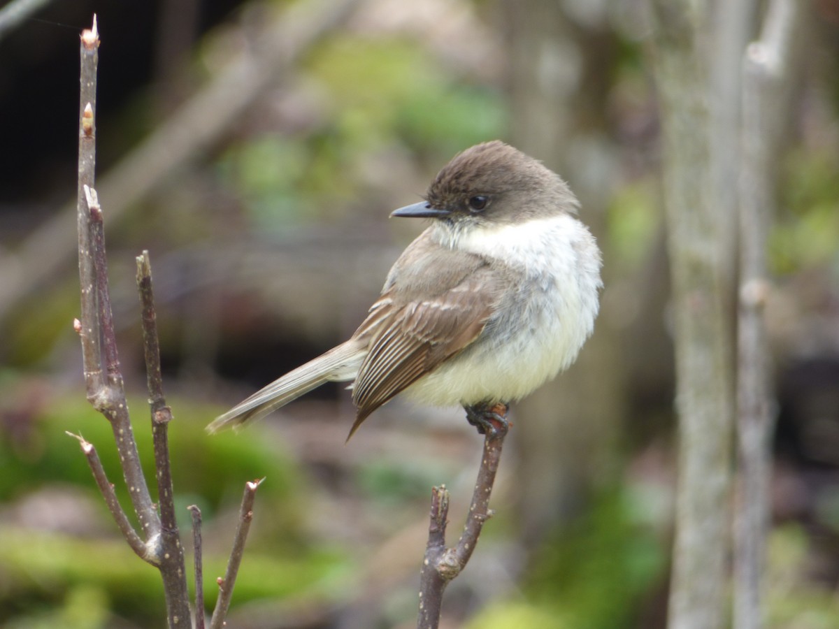 Eastern Phoebe - ML229149091