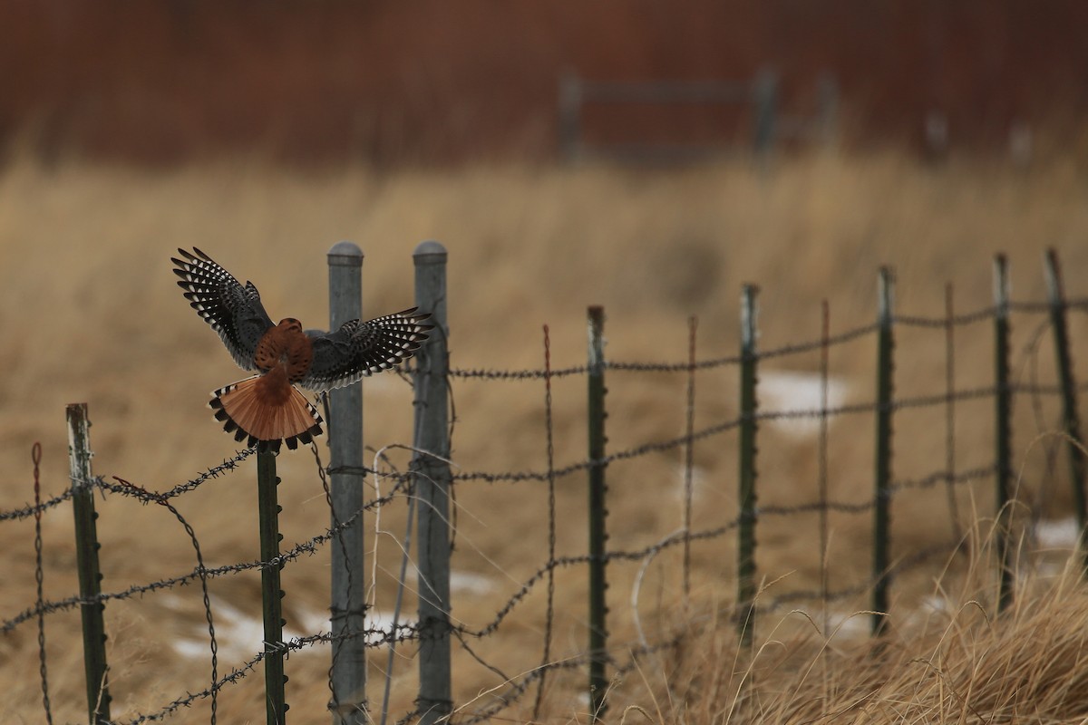 American Kestrel - Tim Lenz