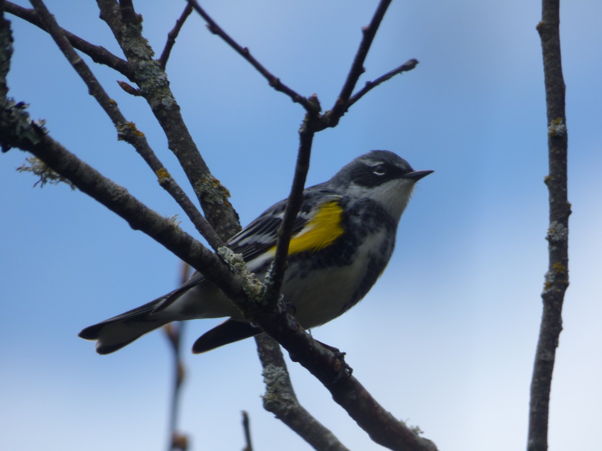 Yellow-rumped Warbler (Myrtle) - ML229149221