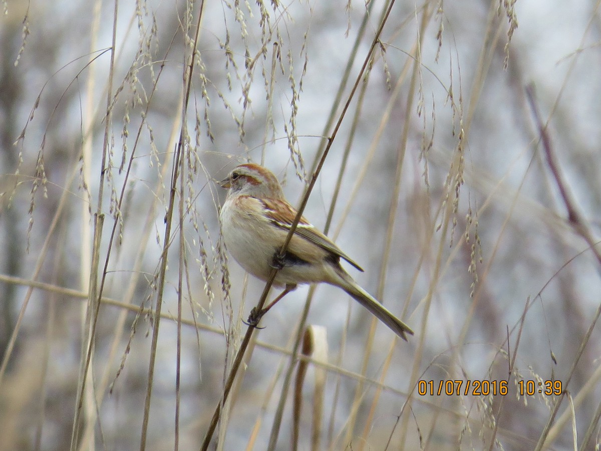 American Tree Sparrow - ML22914991