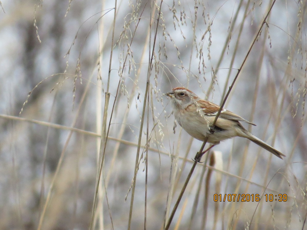 American Tree Sparrow - ML22915001