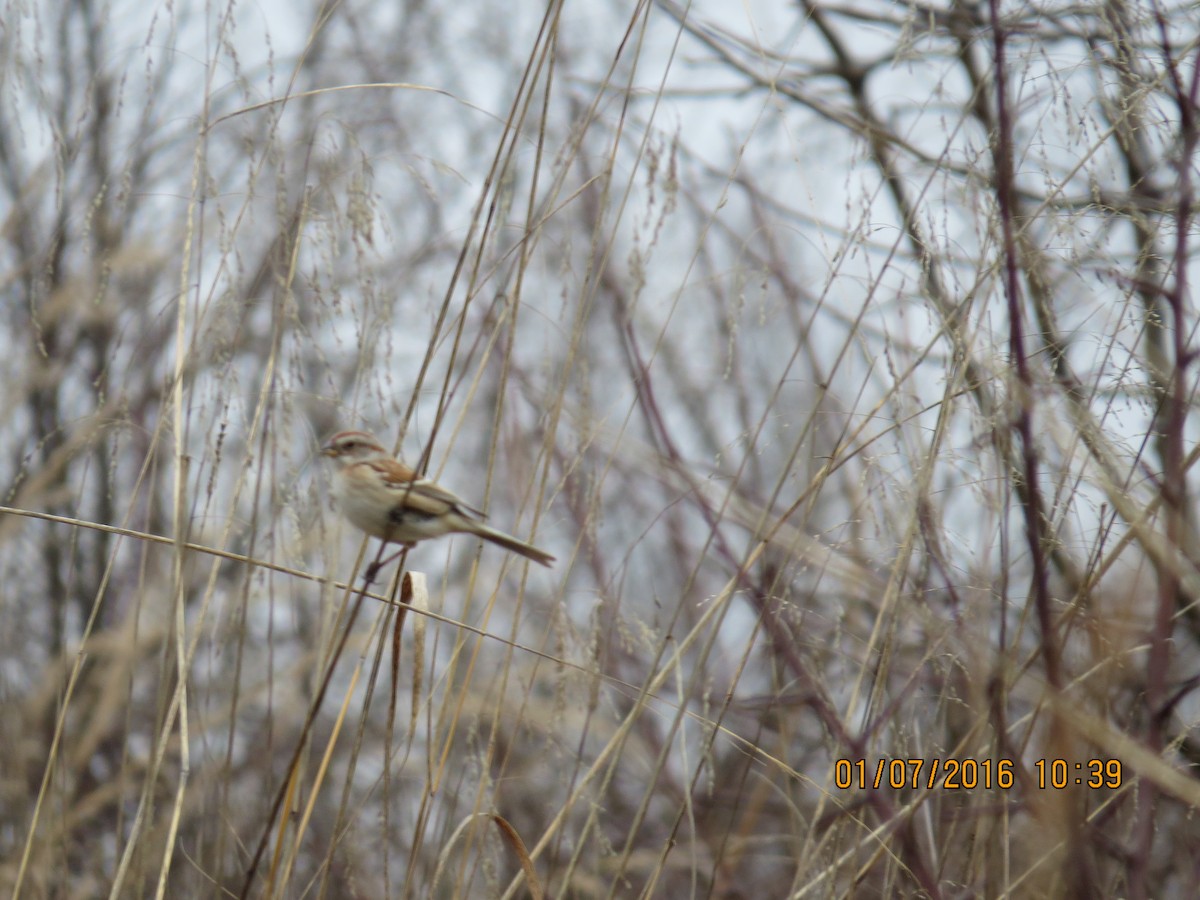 American Tree Sparrow - ML22915011