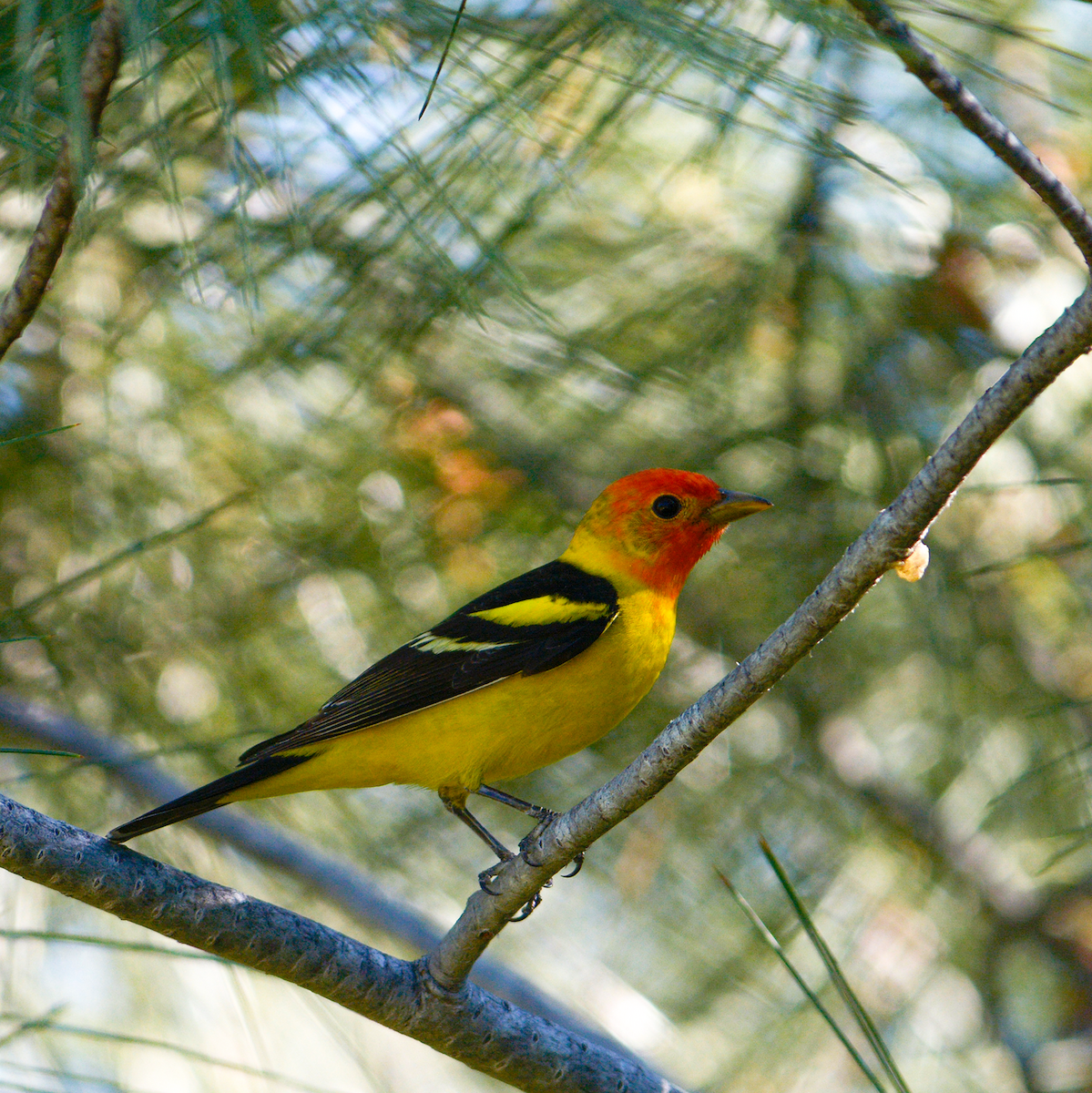 Western Tanager - ML229152771
