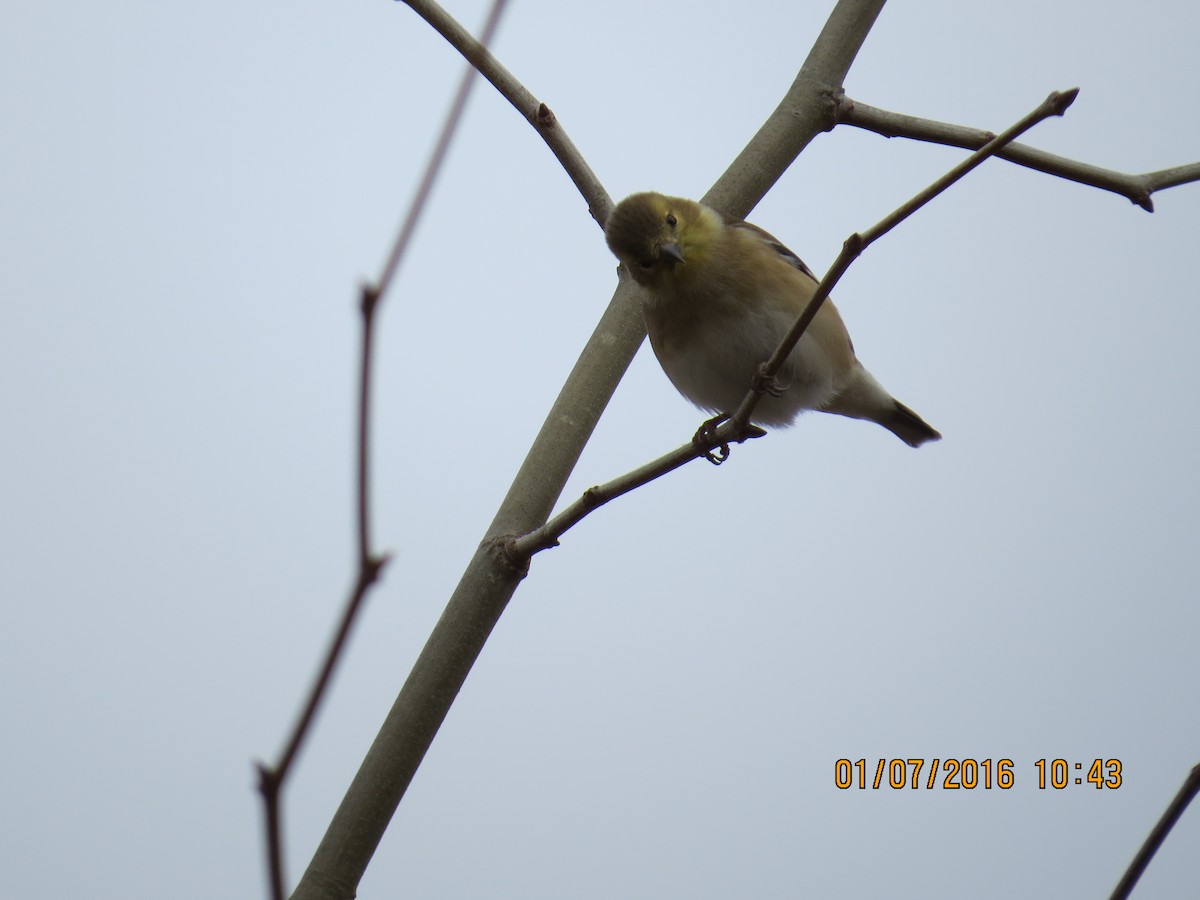 American Goldfinch - ML22915321