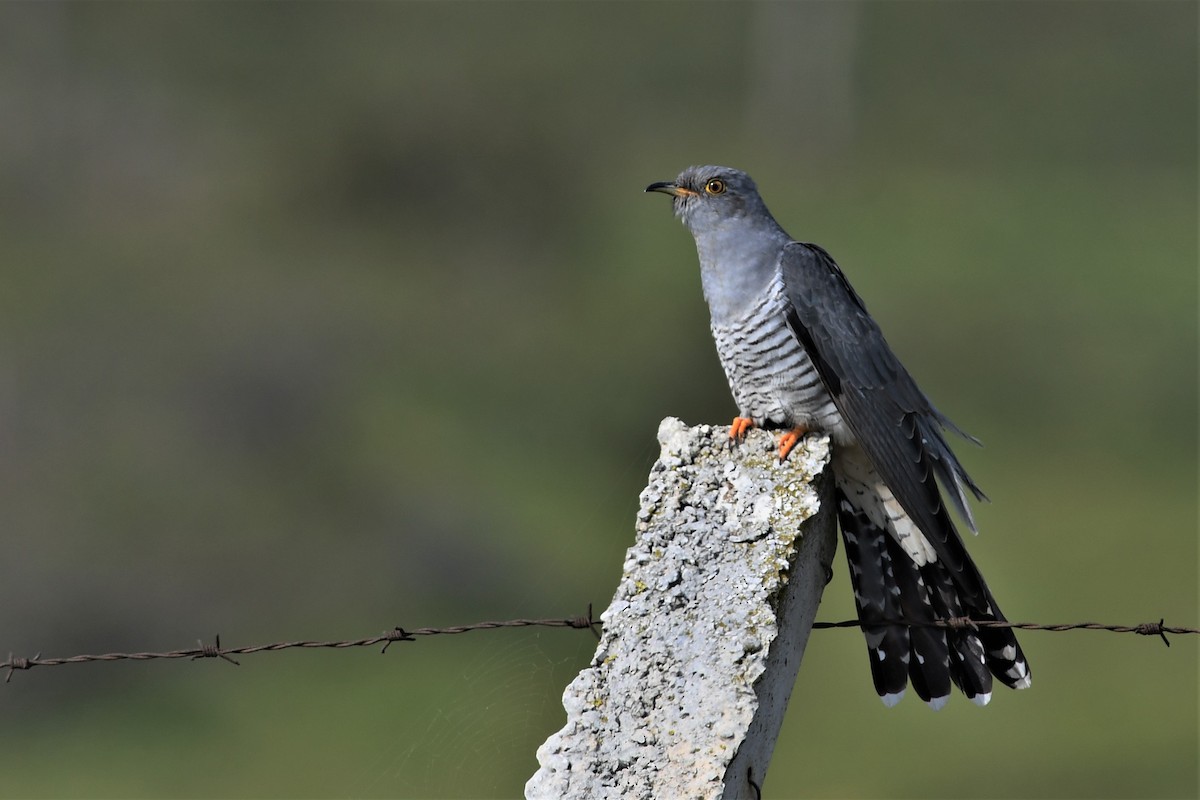 Common Cuckoo - Haldun Savaş