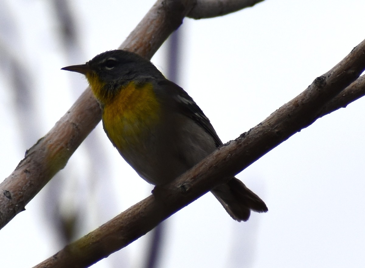 Northern Parula - ML229155071