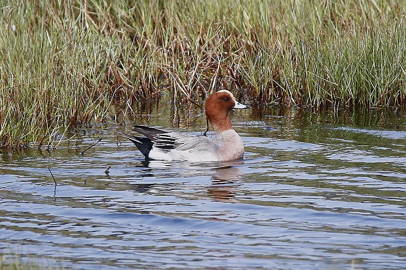 Eurasian Wigeon - Roland Lo