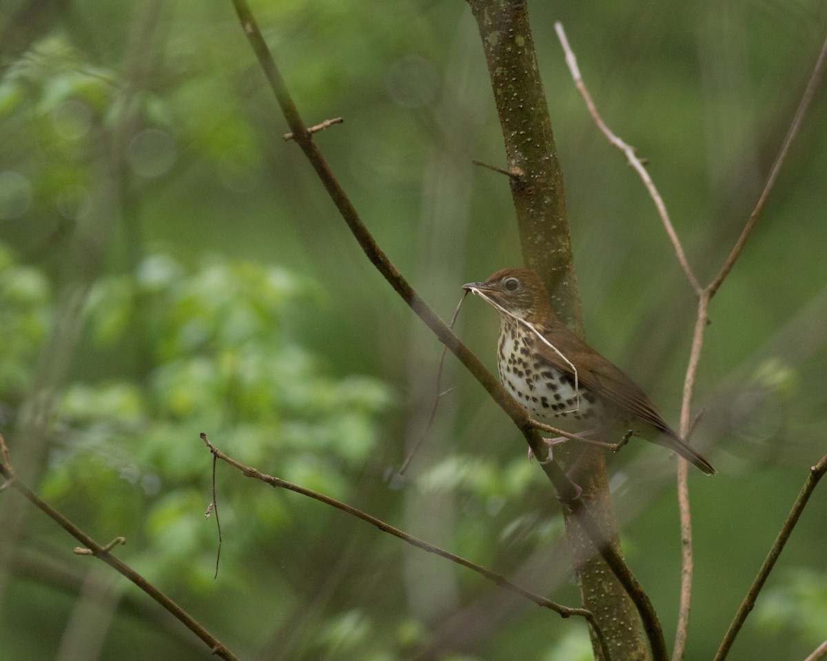 Wood Thrush - ML229155531