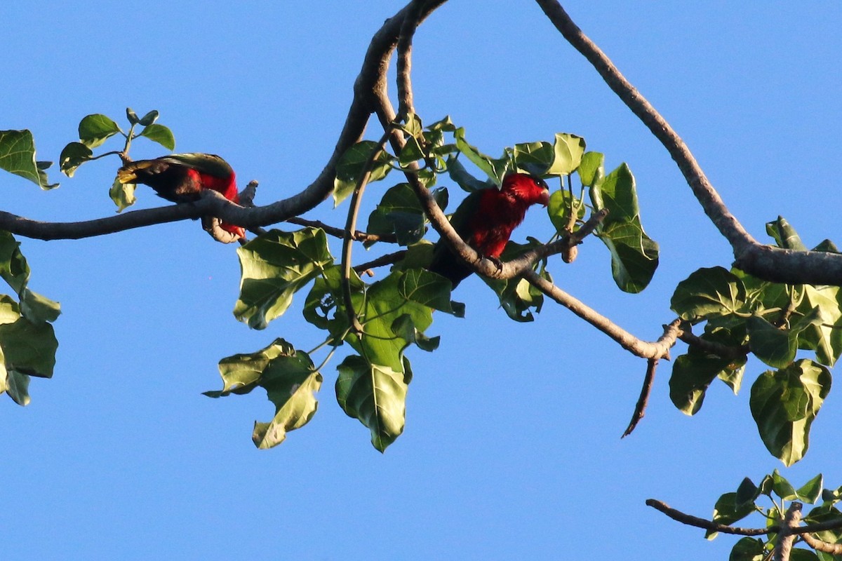 Purple-bellied Lory - ML229155851