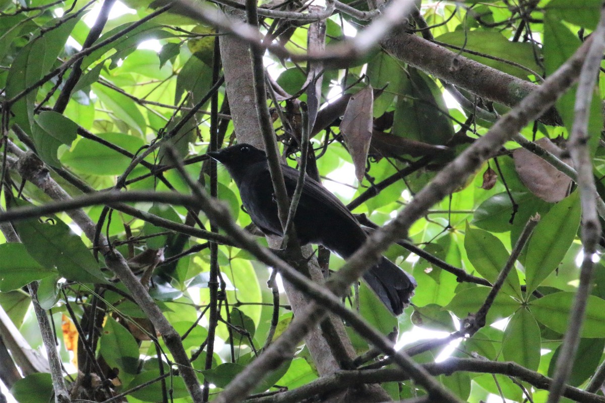 Drongo Fantail - Richard Jeffers