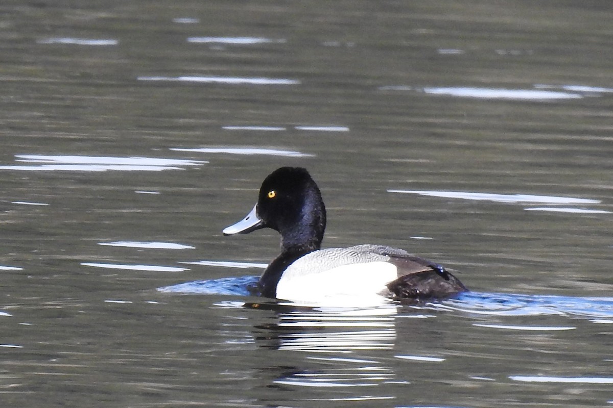 Lesser Scaup - ML229157211