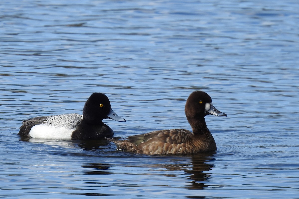 Lesser Scaup - ML229157361