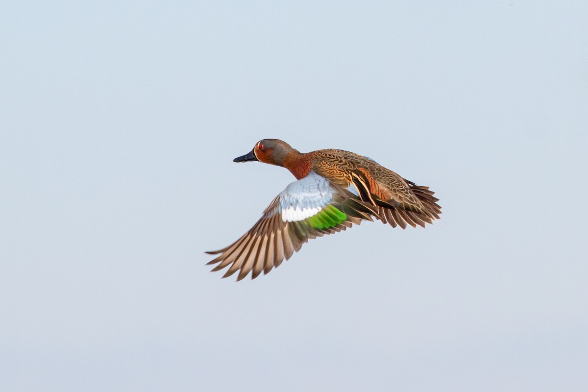 Blue-winged x Cinnamon Teal (hybrid) - Louis Bevier