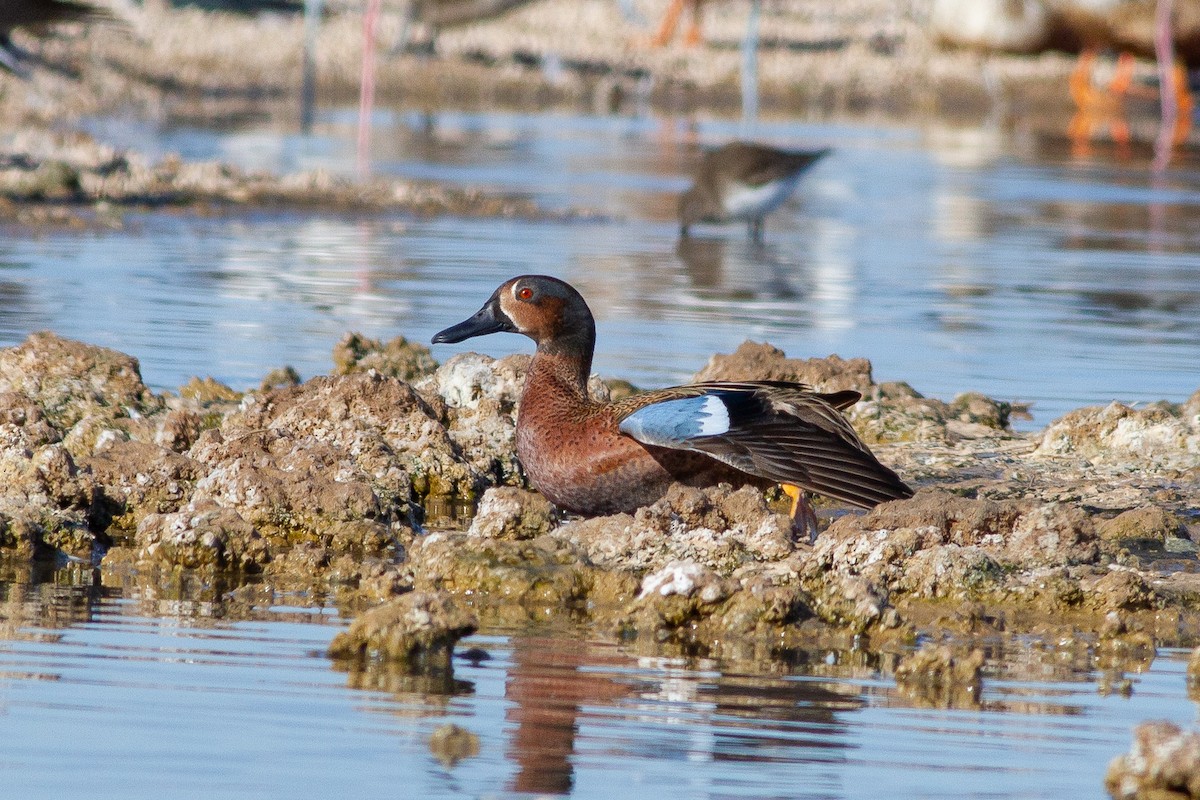 Blue-winged x Cinnamon Teal (hybrid) - Louis Bevier