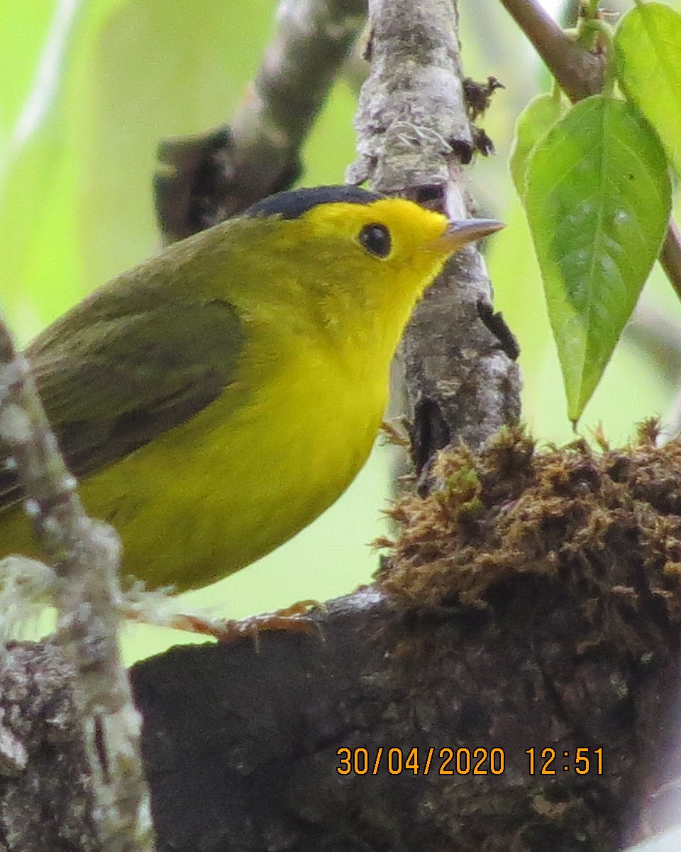 Wilson's Warbler - ML229160941