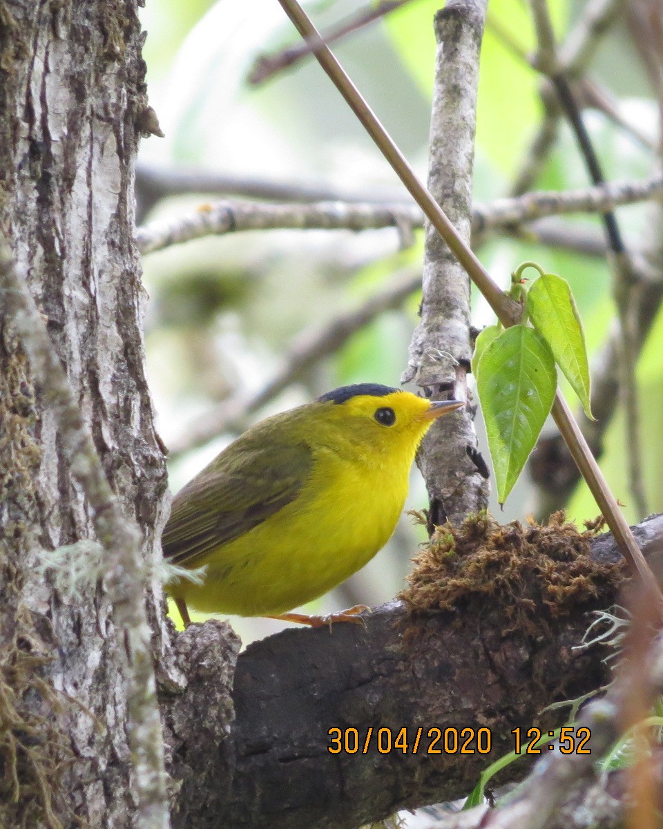 Wilson's Warbler - ML229160961