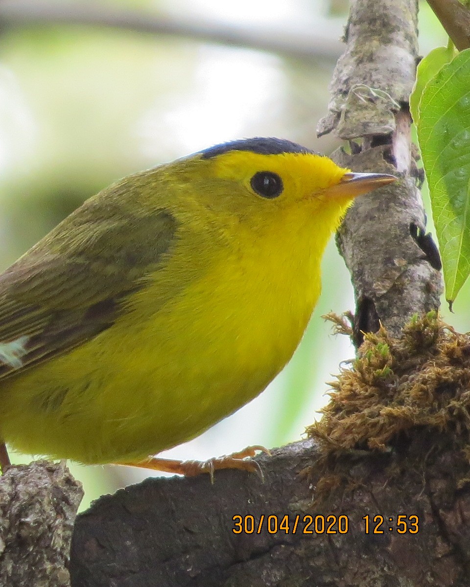 Wilson's Warbler - ML229160991