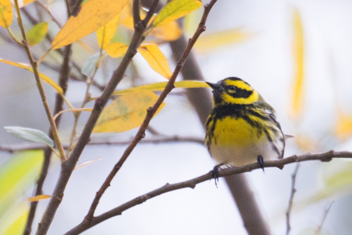 Townsend's Warbler - ML22916241