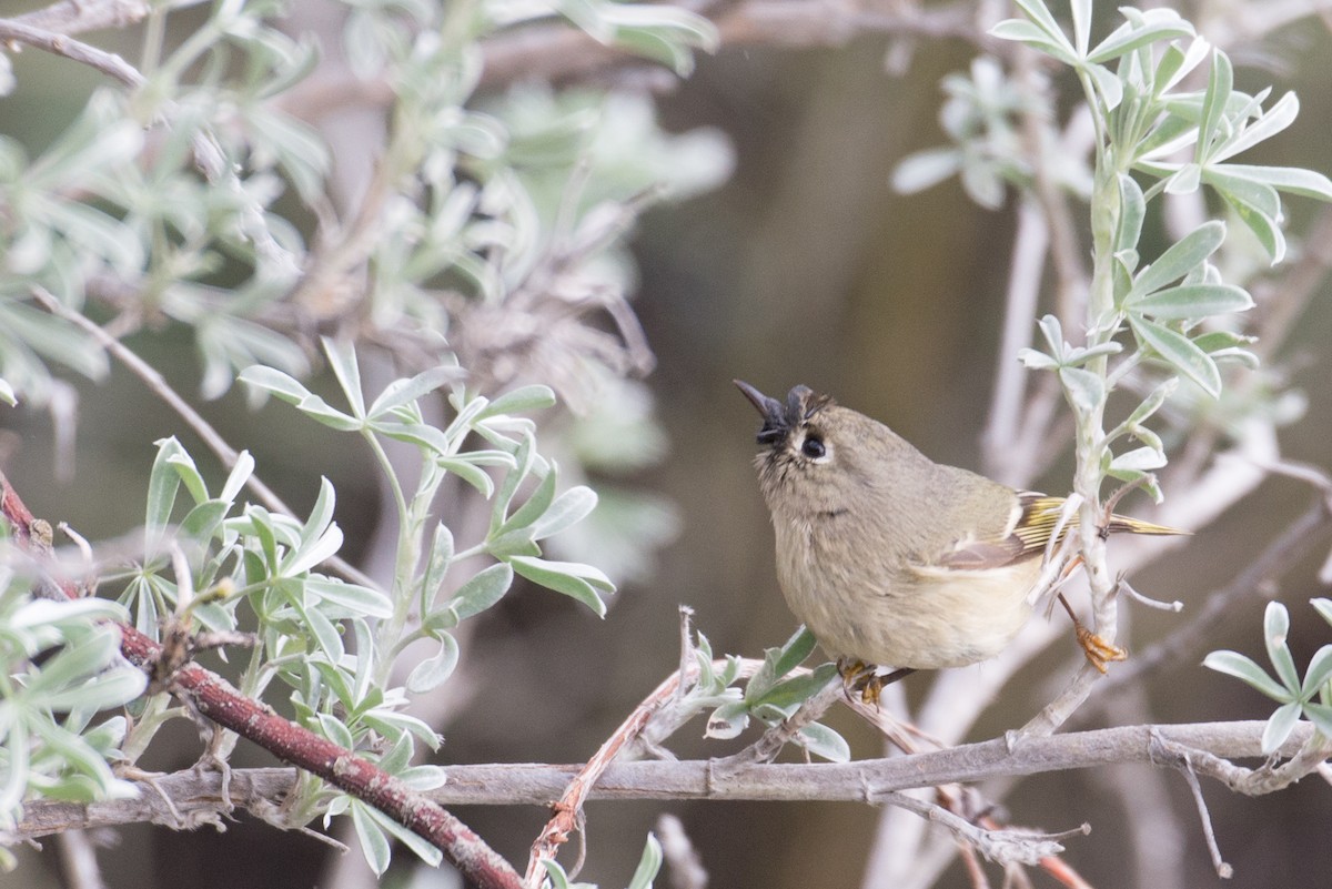 Ruby-crowned Kinglet - ML22916321