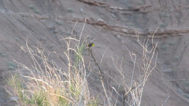 Yellow-breasted Chat - ML229163521