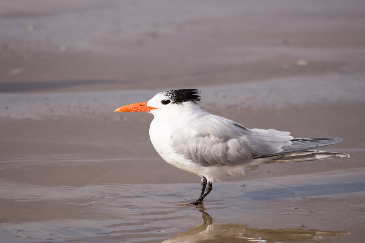 Royal Tern - Herb Elliott