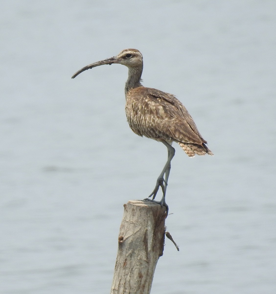 Regenbrachvogel - ML229165971