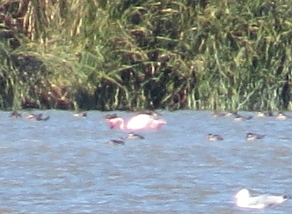 flamingo sp. - ML22916691