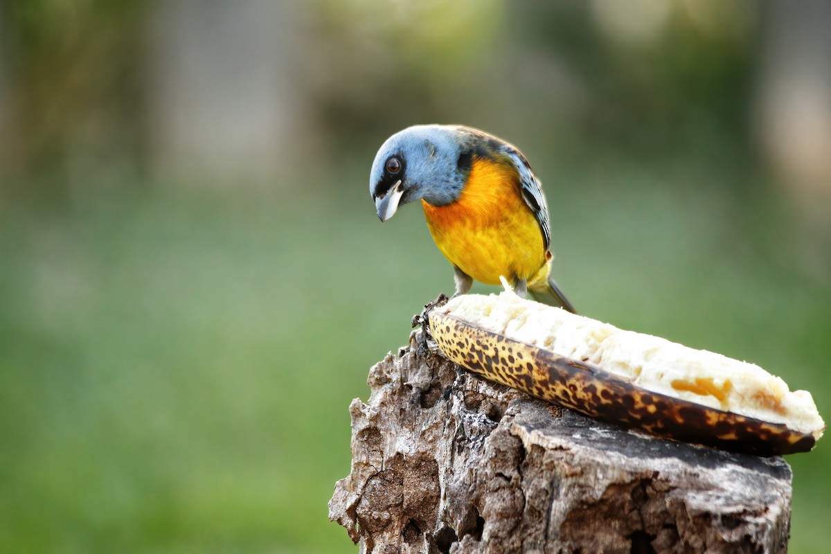 Blue-and-yellow Tanager - ML229166921
