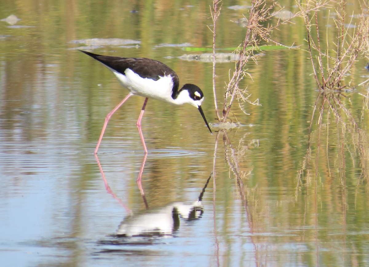 Black-necked Stilt - ML22916781