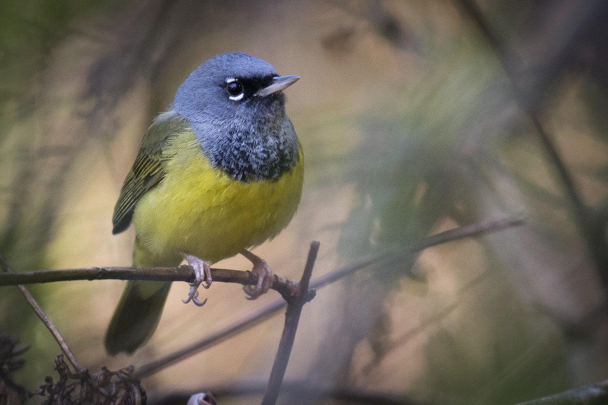 MacGillivray's Warbler - ML229171131