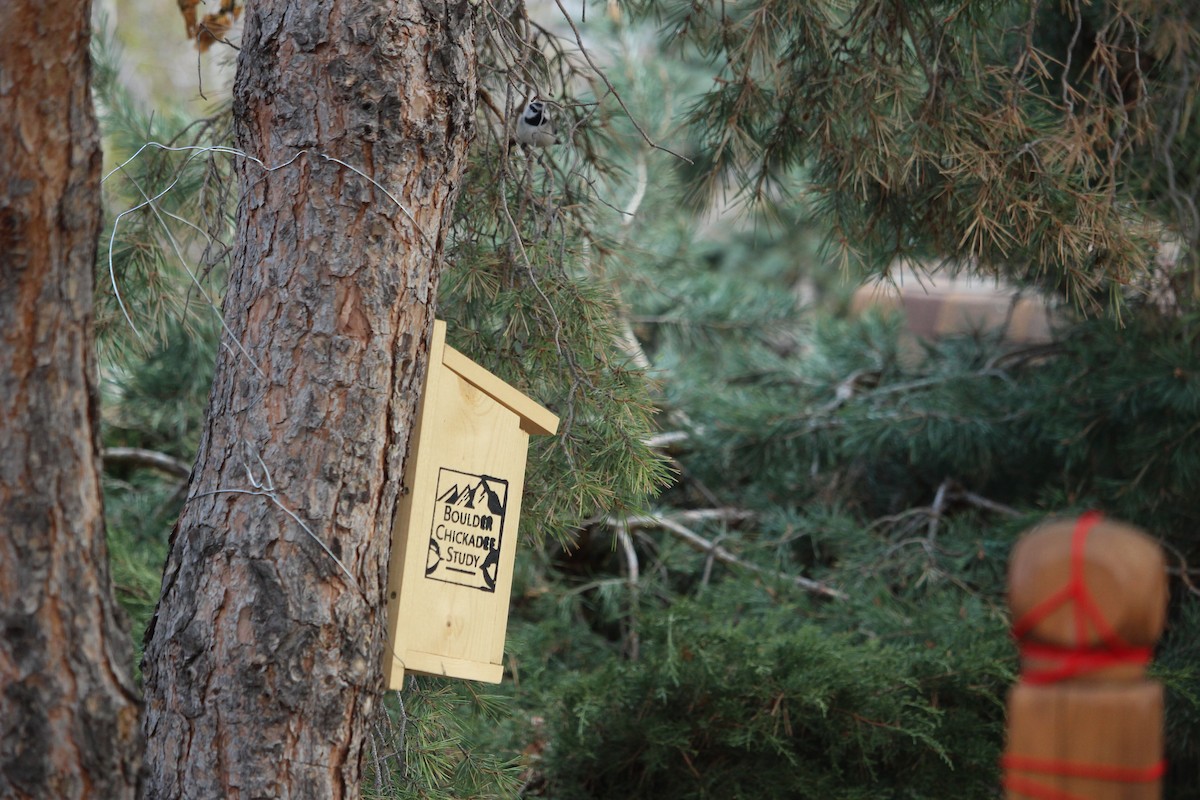 Mountain Chickadee - ML229171831