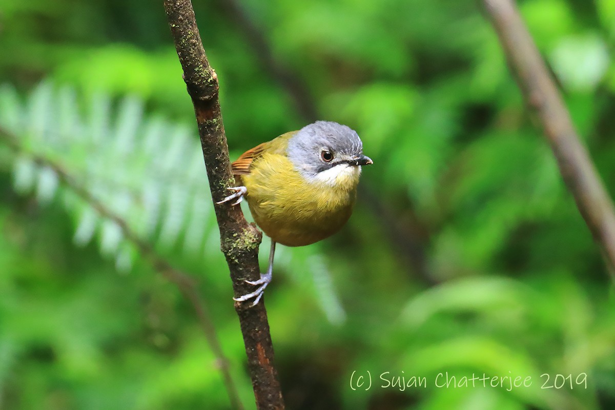 Green-backed Robin - Sujan Chatterjee