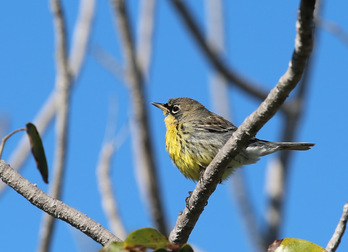 Kirtland's Warbler - ML22917601