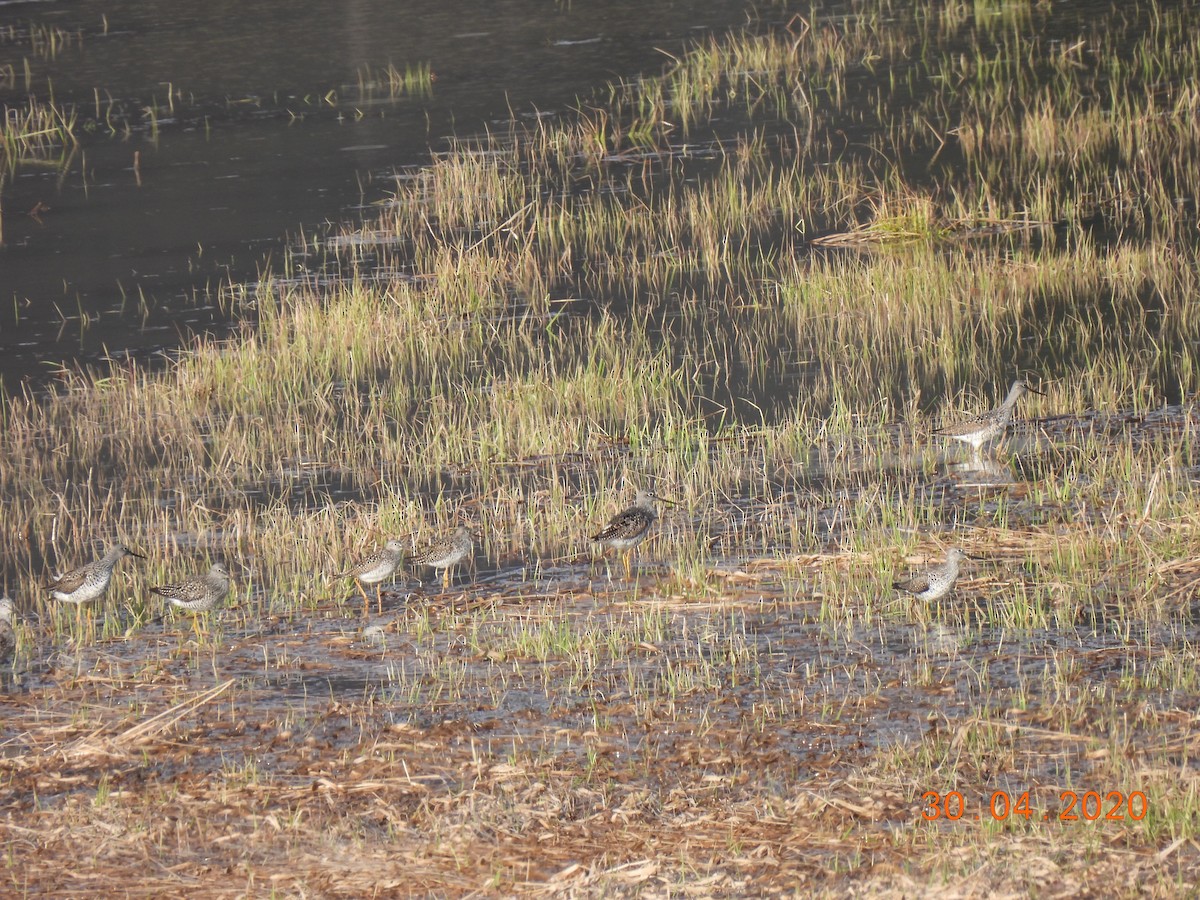 Greater Yellowlegs - ML229176971