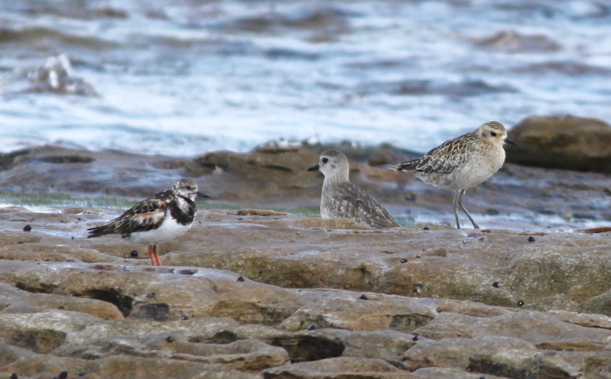 Black-bellied Plover - ML229178171