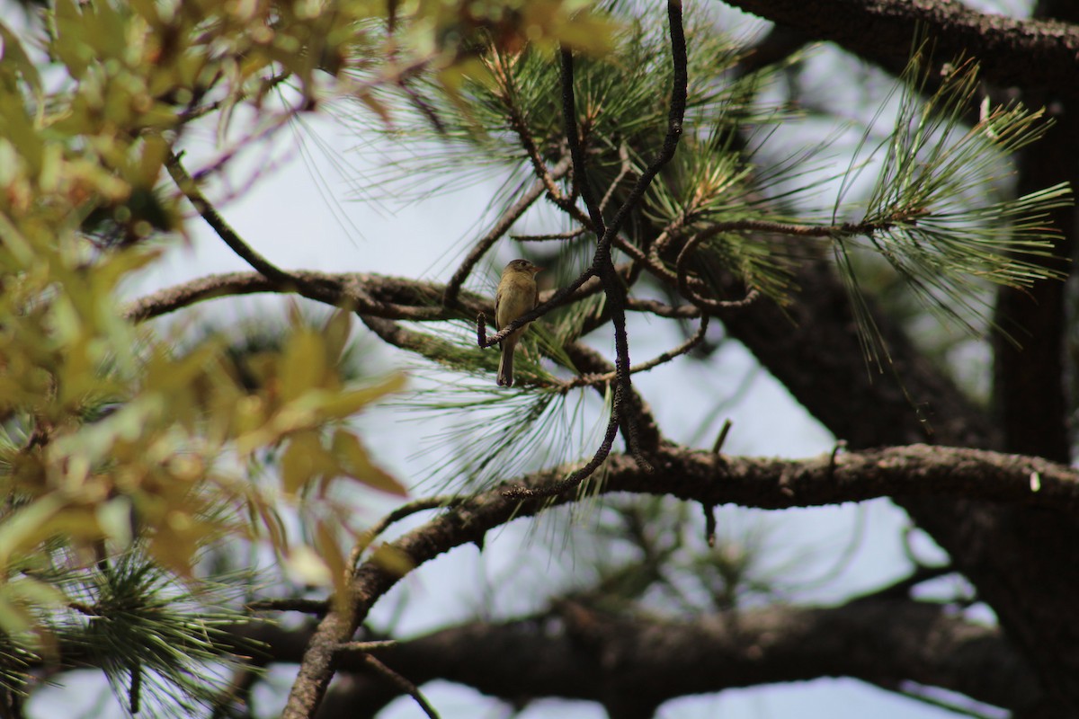 Buff-breasted Flycatcher - ML229179011