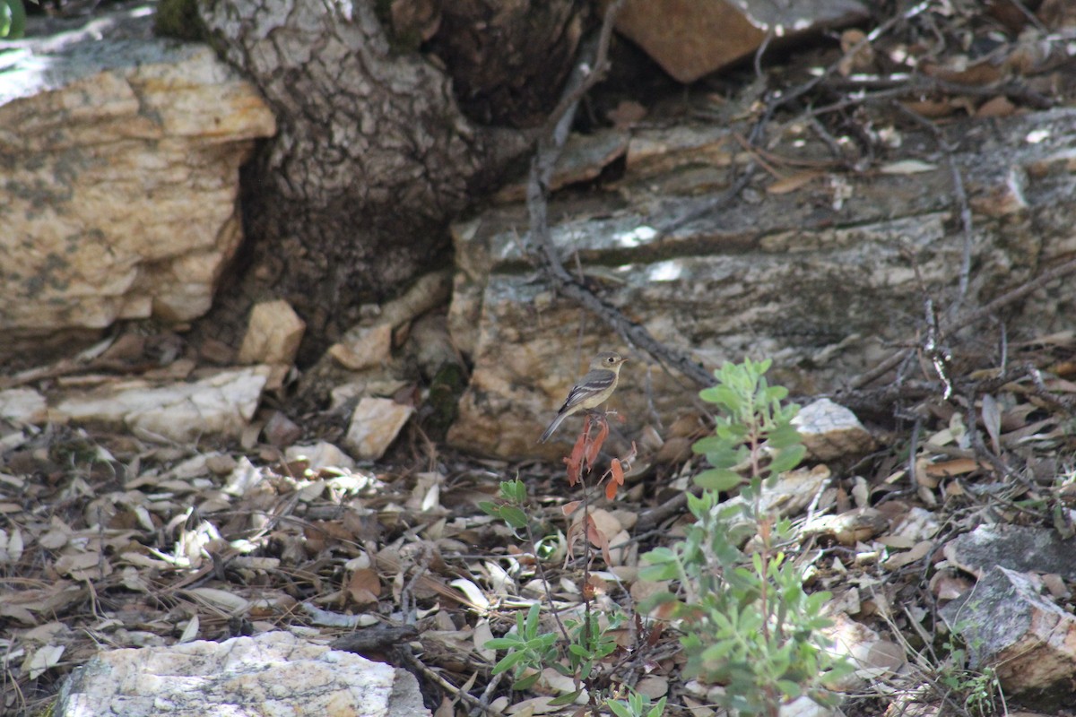 Buff-breasted Flycatcher - ML229179031