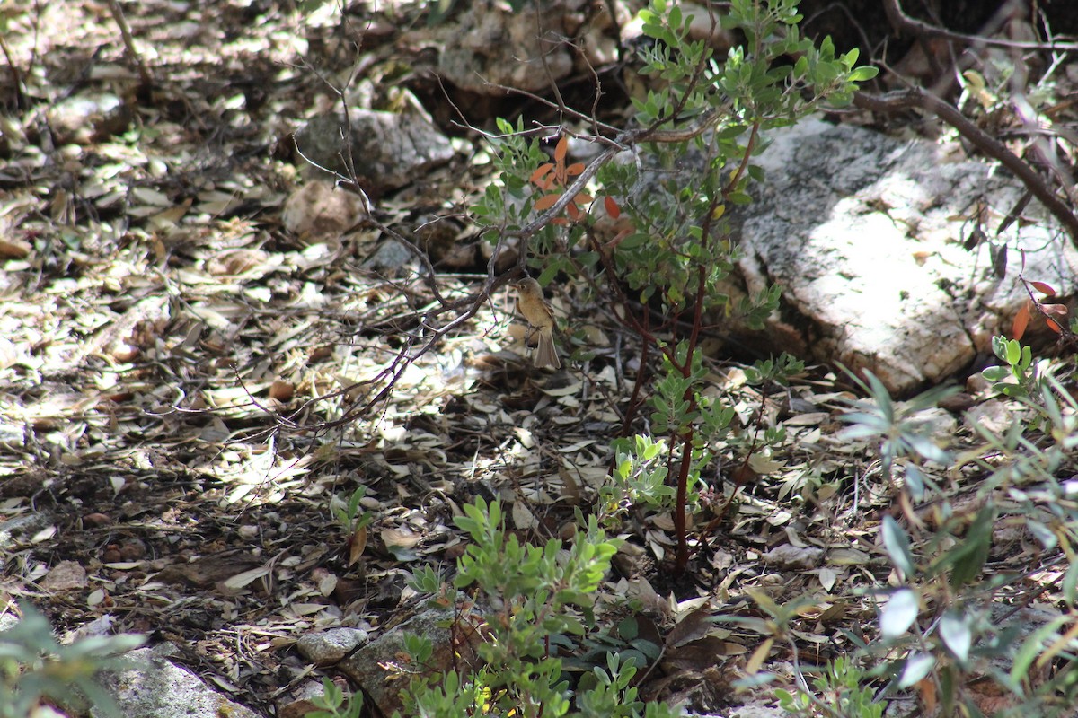 Buff-breasted Flycatcher - ML229179061