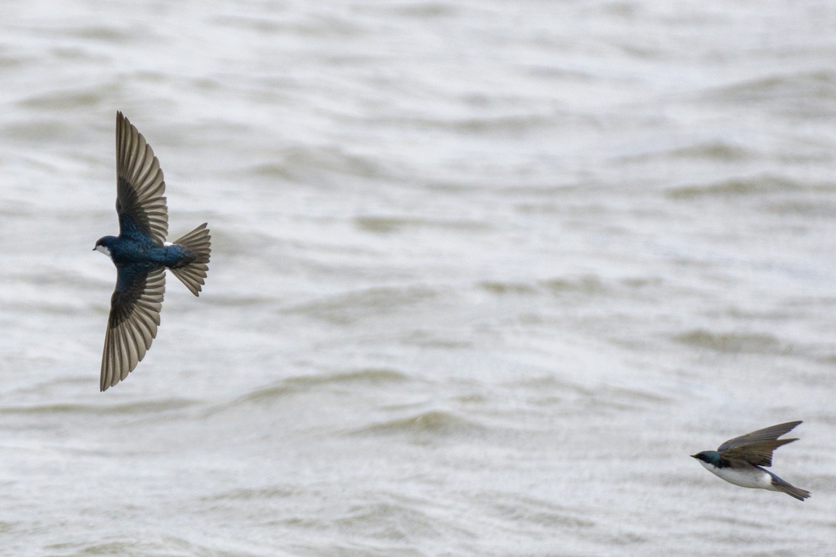 Golondrina Bicolor - ML229180361