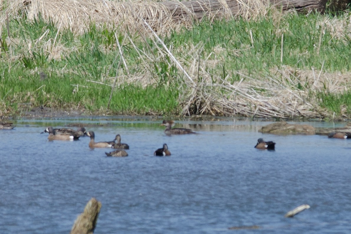 Hooded Merganser - ML229180651