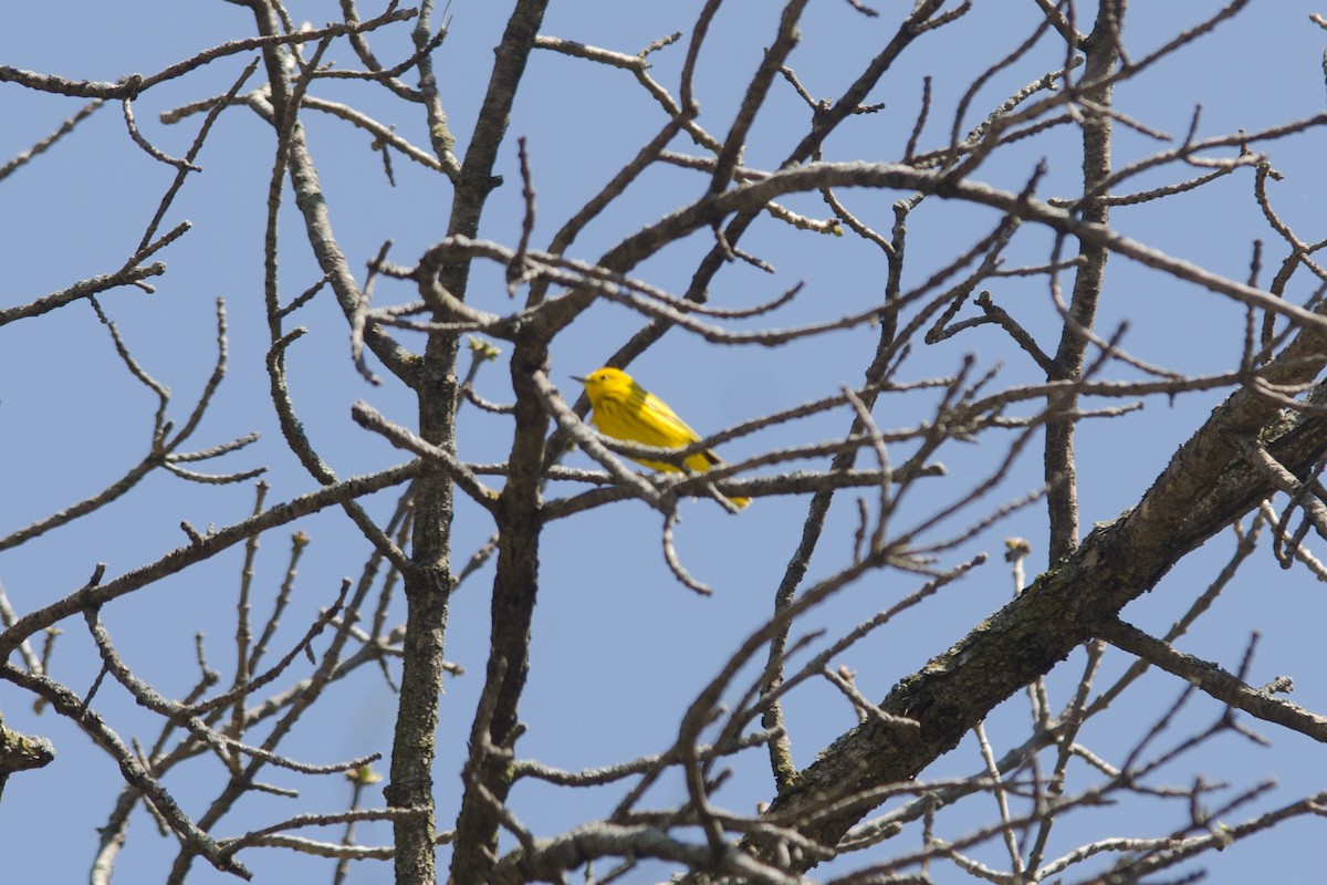 Yellow Warbler - Jonas Grundman