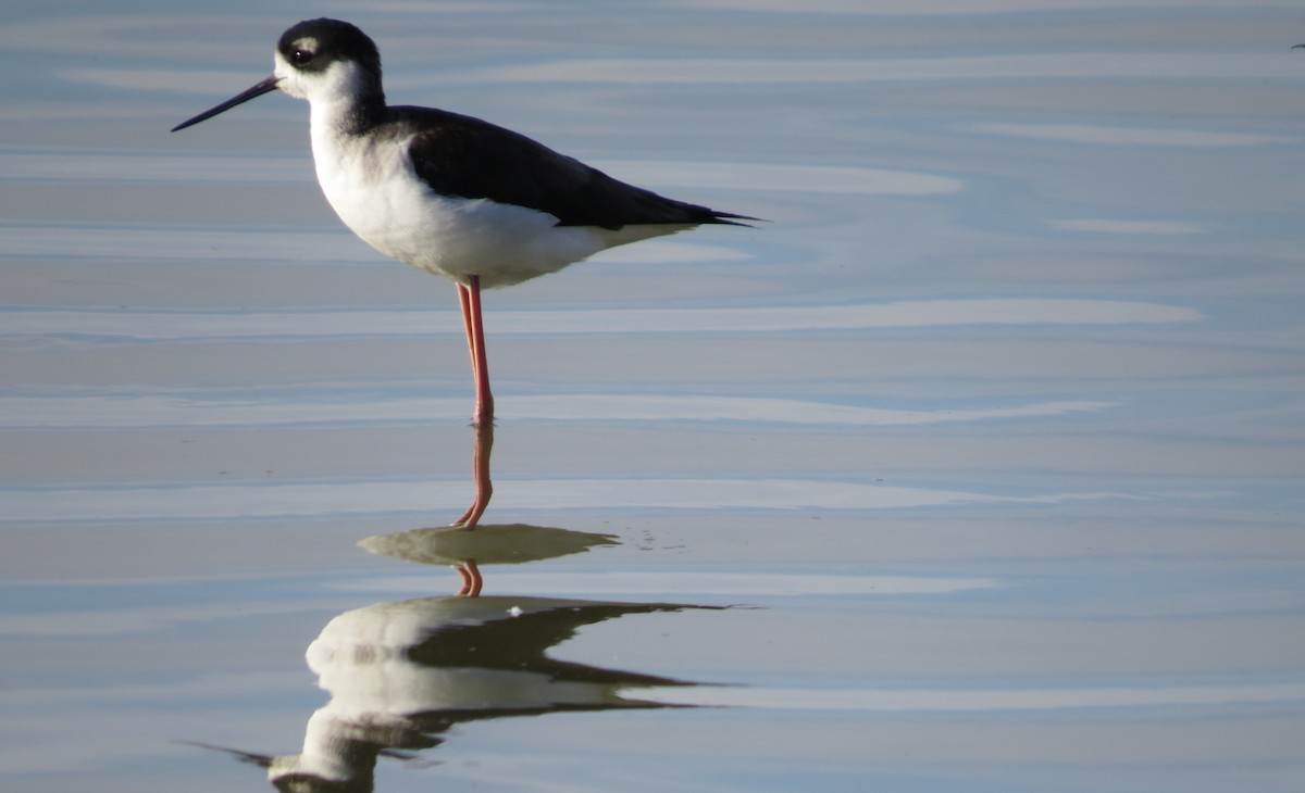 Black-necked Stilt - ML22918271